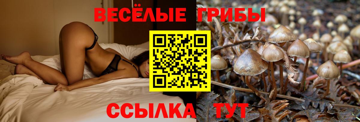 Елизово  Псилоцибиновые грибы Cubensis  Вход с VPN 